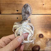 Grand Valley Quail - Freeze Dried Octopus 25g